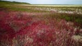 Common glasswort, glasswort (Salicornia europaea), Salt tolerant plants on cracked earth